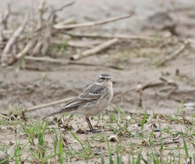 Waterpieper / Water Pipit