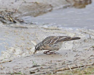 Waterpieper / Water Pipit