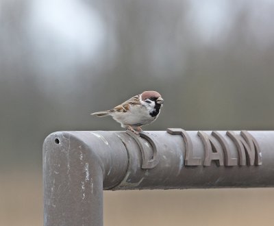 :: Ringmus / Tree Sparrow ::
