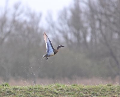 Zomertaling / Garganey