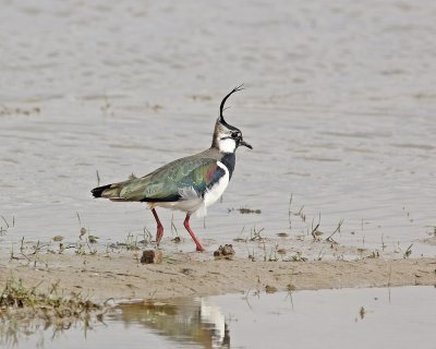 Kievit / Northern Lapwing