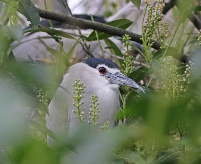 Kwak / Black-crowned Night Heron