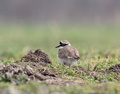 Kleine Plevier / Little Ringed Plover