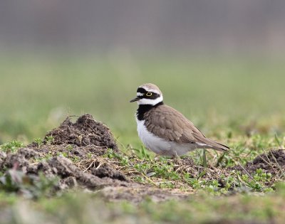 :: Kleine Plevier / Little Ringed Plover ::