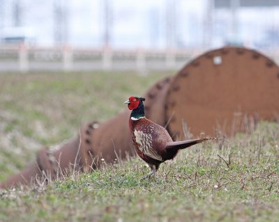 Fazant / Common Pheasant
