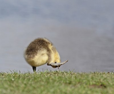 Grauwe Gans / Greylag Goose