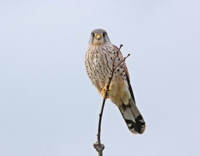 Torenvalk / Kestrel