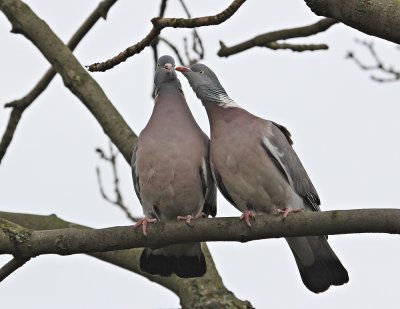 Houtduif / Wood Pigeon