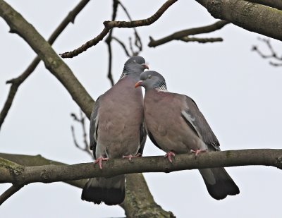 Houtduif / Wood Pigeon