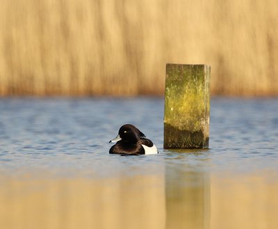 Kuifeend / Tufted Duck