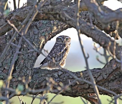 Steenuil / Little Owl