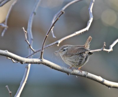 Winterkoning / Northern Wren
