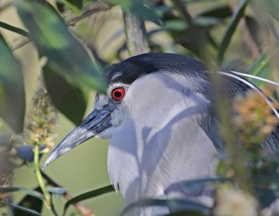 Kwak / Black-crowned Night Heron