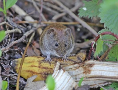 Rosse Woelmuis / Bank Vole