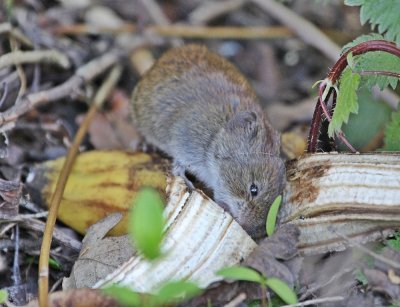 Rosse Woelmuis / Bank Vole