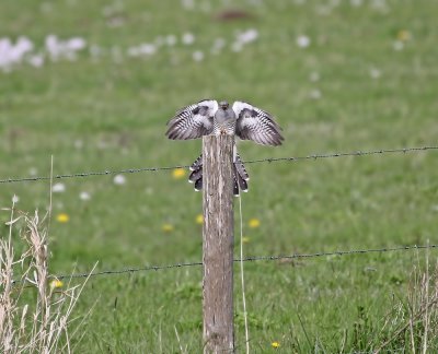 Koekoek / Common Cuckoo