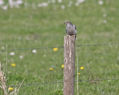 Koekoek / Common Cuckoo