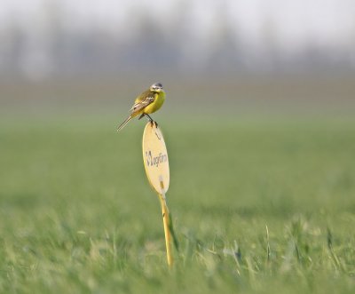 Gele Kwikstaart / Yellow Wagtail