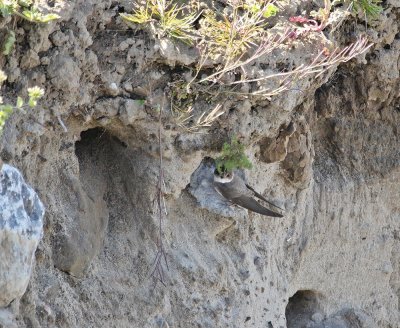 Oeverzwaluw / Sand Martin