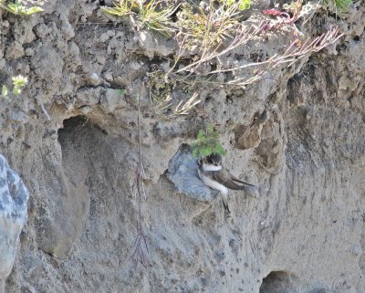 Oeverzwaluw / Sand Martin