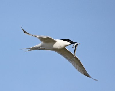 Grote Stern / Sandwich Tern