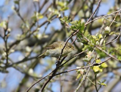 Iberische Tjiftjaf / Iberian Chiffchaff