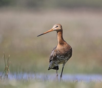 :: Grutto / Black-tailed Godwit ::