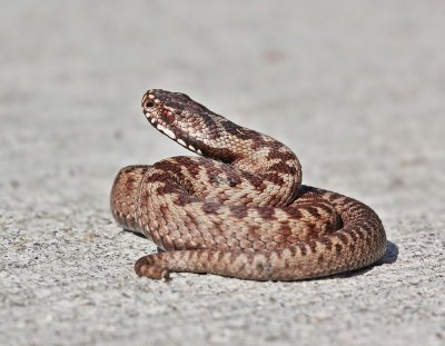 Adder / Common Viper