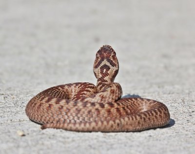 Adder / Common Viper
