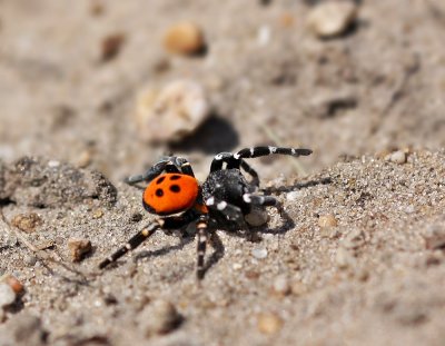 Lentevuurspin / Ladybird Spider