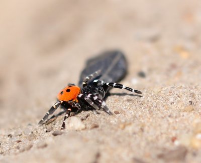 Lentevuurspin / Ladybird Spider