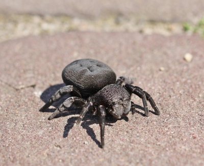 Lentevuurspin / Ladybird Spider