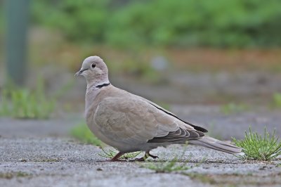 Turkse Tortel / Collared Dove