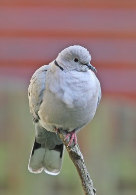 Turkse Tortel / Collared Dove