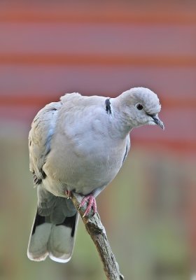 Turkse Tortel / Collared Dove
