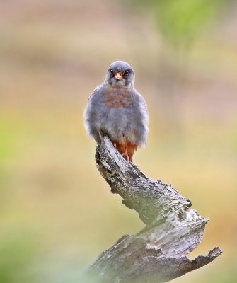Roodpootvalk / Red-footed Falcon