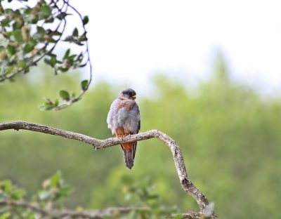 Roodpootvalk / Red-footed Falcon