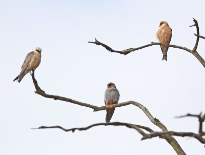 Roodpootvalk / Red-footed Falcon