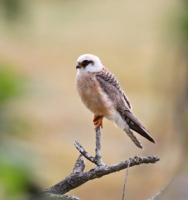 Roodpootvalk / Red-footed Falcon