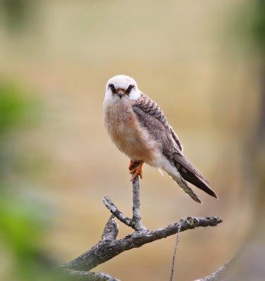 :: Roodpootvalk / Red-footed Falcon ::