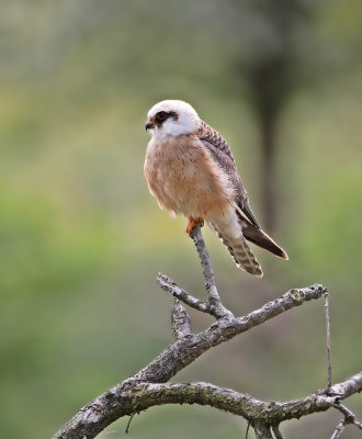 Roodpootvalk / Red-footed Falcon
