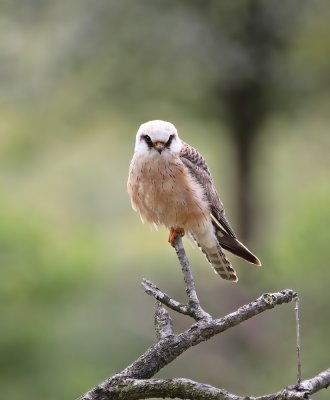 Roodpootvalk / Red-footed Falcon