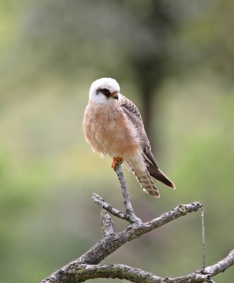 Roodpootvalk / Red-footed Falcon