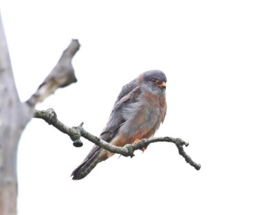 Roodpootvalk / Red-footed Falcon