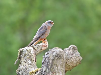 Roodpootvalk / Red-footed Falcon