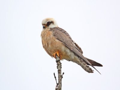 Roodpootvalk / Red-footed Falcon