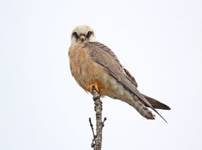 Roodpootvalk / Red-footed Falcon