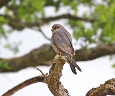Roodpootvalk / Red-footed Falcon