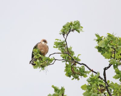 Roodpootvalk / Red-footed Falcon