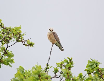 Roodpootvalk / Red-footed Falcon
